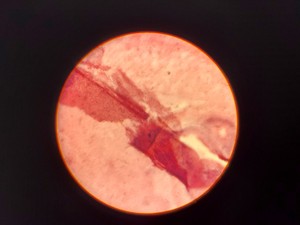 Thumbnail image of Leitz Laborlux S Microscope 020-505.030 with 3 x Objectives - PHACO EF PLAN Lab