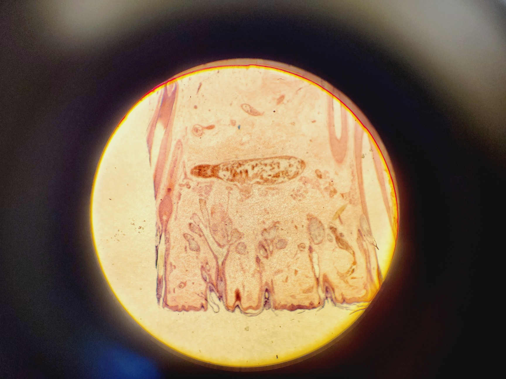 Image of Kozo XTS 900-T Laboratory  Microscope with 4 x PLAN Objectives Lab