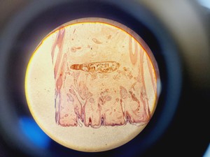 Thumbnail image of Kozo XTS 900-T Laboratory  Microscope with 4 x PLAN Objectives Lab