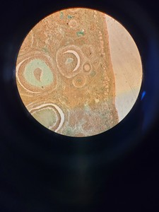 Thumbnail image of Nikon Optiphot Microscope with 3 x Objectives - Ph 3 DL, Ph1, 4/0.1 160/- Lab