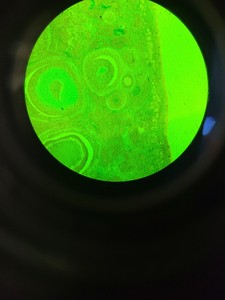 Thumbnail image of Nikon Optiphot Microscope with 3 x Objectives - Ph 3 DL, Ph1, 4/0.1 160/- Lab