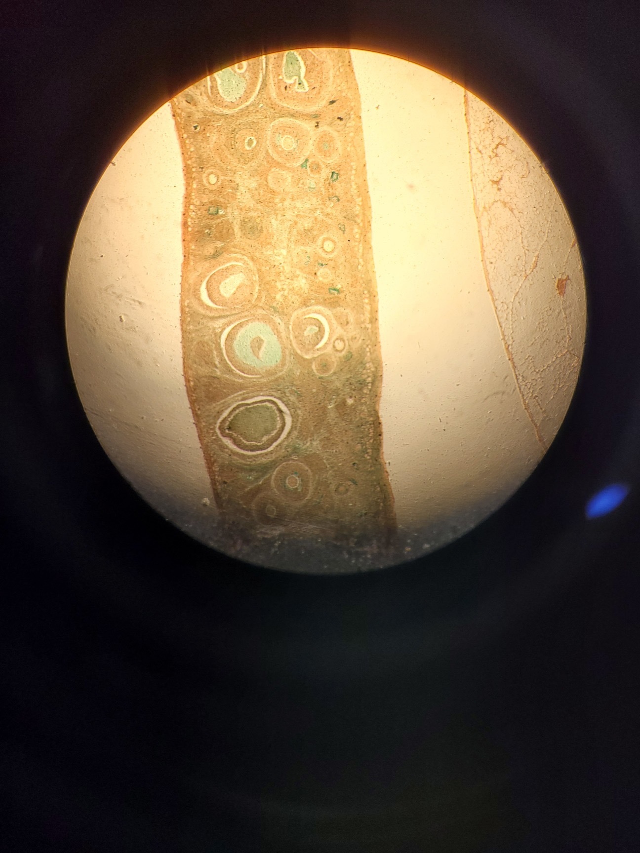 Image of Nikon Optiphot Microscope with 3 x Objectives - Ph 3 DL, Ph1, 4/0.1 160/- Lab