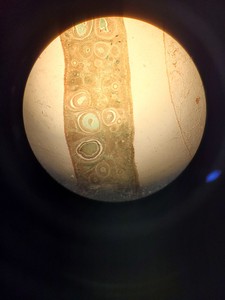 Thumbnail image of Nikon Optiphot Microscope with 3 x Objectives - Ph 3 DL, Ph1, 4/0.1 160/- Lab