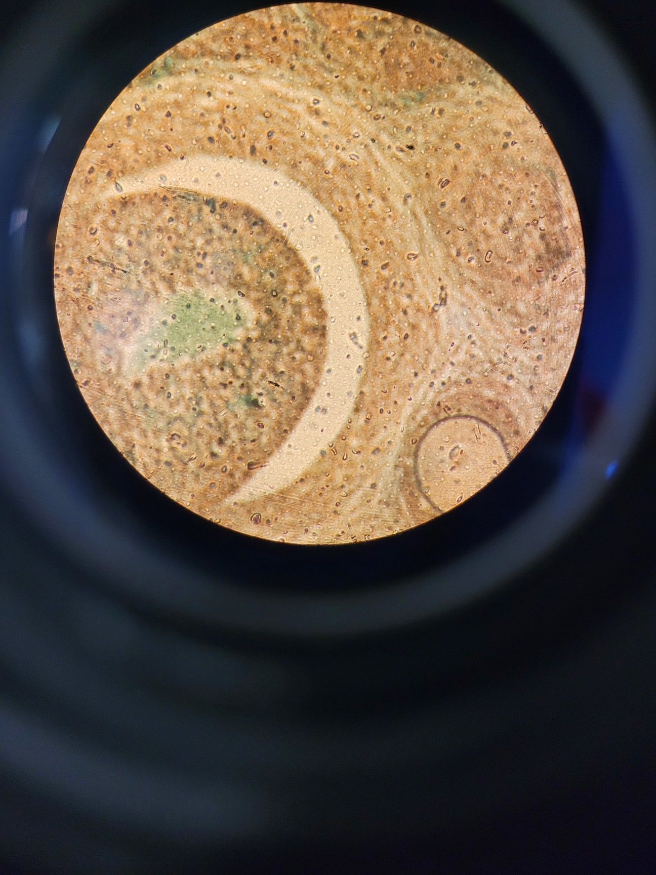 Image of Nikon Optiphot Microscope with 3 x Objectives - Ph 3 DL, Ph1, 4/0.1 160/- Lab