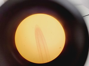 Thumbnail image of Olympus CK2 Inverted Phase Contrast Microscope with 3 x Objectives CK2-TR Lab