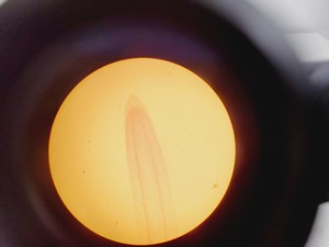 Thumbnail image of Olympus CK2 Inverted Phase Contrast Microscope with 3 x Objectives CK2-TR Lab