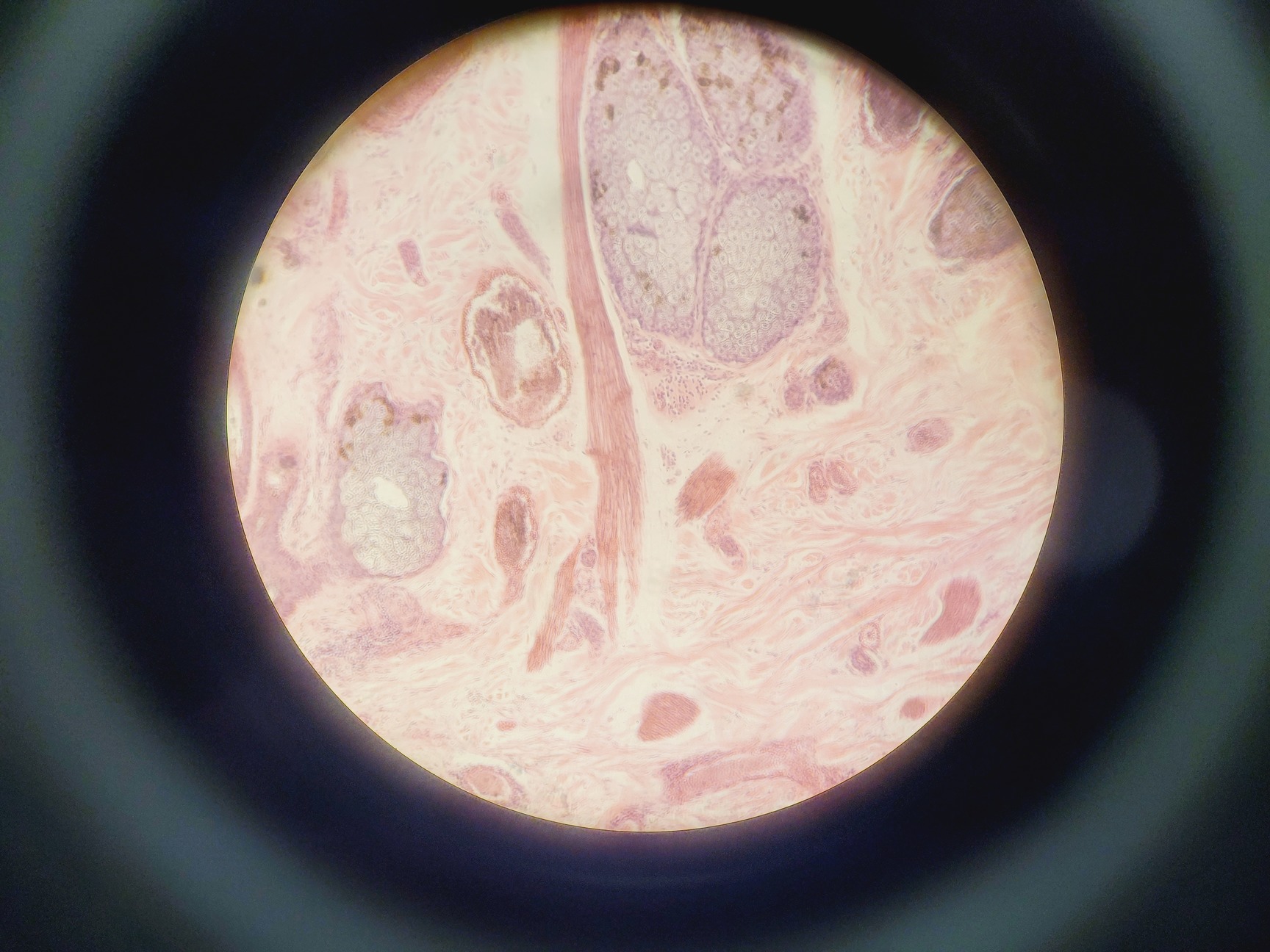 Image of Nikon Optiphot Phase Contrast Microscope with 2 x Objectives - Ph1 DL Lab