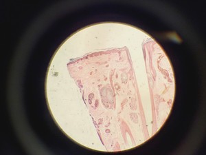 Thumbnail image of Nikon Optiphot Phase Contrast Microscope with 2 x Objectives - Ph1 DL Lab