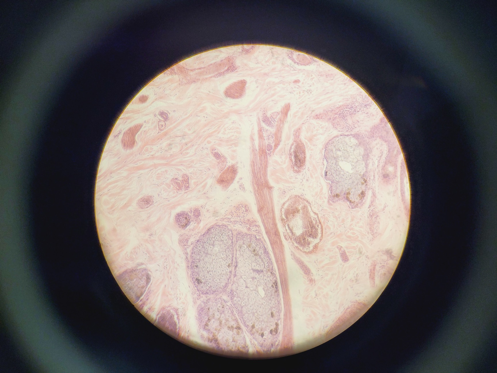 Image of Nikon Optiphot Phase Contrast Microscope with 2 x Objectives - Ph1 DL Lab