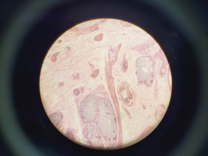 Thumbnail image of Nikon Optiphot Phase Contrast Microscope with 2 x Objectives - Ph1 DL Lab