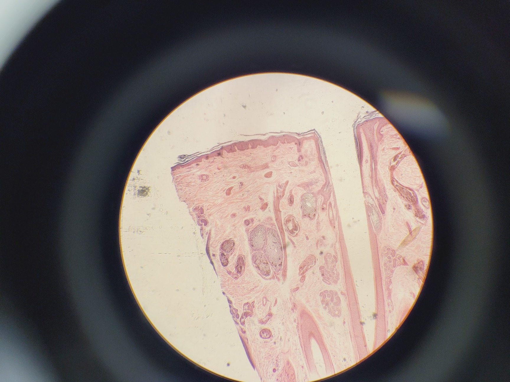 Image of Nikon Optiphot Phase Contrast Microscope with 2 x Objectives - Ph1 DL Lab