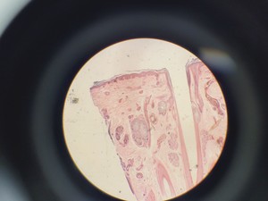 Thumbnail image of Nikon Optiphot Phase Contrast Microscope with 2 x Objectives - Ph1 DL Lab