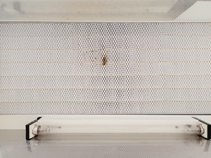 Thumbnail image of Gelaire Laminarflow Twin 30 Laminar Flow Cabinet Lab