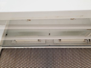 Thumbnail image of Microflow Pathfinder Laminar Flow Cabinet Lab