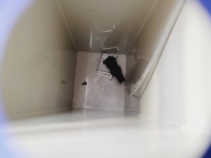 Thumbnail image of Tecniplast Quarantine ZebTEC Rack Fish Tank System with ZB1020MN2AB Power Box