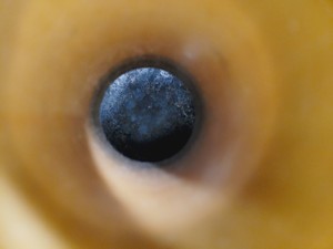 Thumbnail image of LAB30 30 Litre Liquid Nitrogen Dewar lab