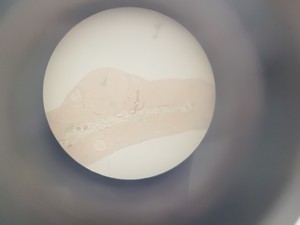 Thumbnail image of Job Lot 26 x Watson Barnet Binocular Stereo Microscopes Lab