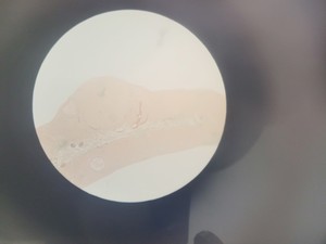 Thumbnail image of Job Lot 26 x Watson Barnet Binocular Stereo Microscopes Lab