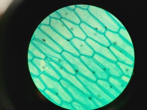 Thumbnail image of Nikon Eclipse E400 Laboratory Research Microscope with 3 x Objectives Lab