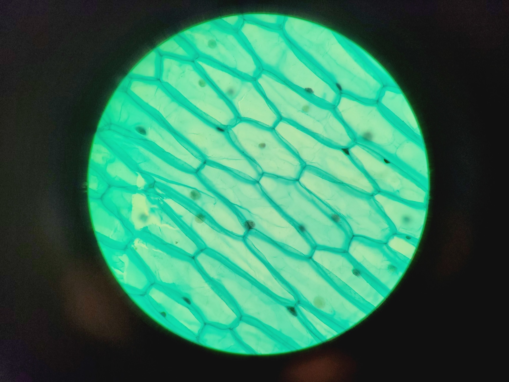 Image of Nikon Eclipse E400 Laboratory Research Microscope with 3 x Objectives Lab