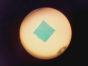 Thumbnail image of 16x Philip Harris Binocular Laboratory Microscopes - All with 4 x Objectives Lab