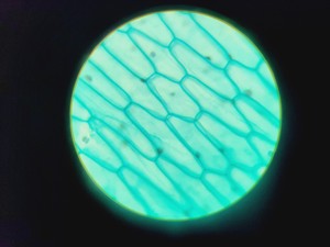 Thumbnail image of 16x Philip Harris Binocular Laboratory Microscopes - All with 4 x Objectives Lab