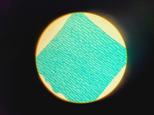 Thumbnail image of 16x Philip Harris Binocular Laboratory Microscopes - All with 4 x Objectives Lab