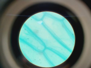 Thumbnail image of 16x Philip Harris Binocular Laboratory Microscopes - All with 4 x Objectives Lab