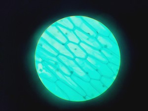 Thumbnail image of 16x Philip Harris Binocular Laboratory Microscopes - All with 4 x Objectives Lab