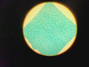 Thumbnail image of 16x Philip Harris Binocular Laboratory Microscopes - All with 4 x Objectives Lab