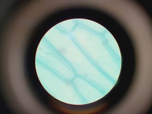 Thumbnail image of 16x Philip Harris Binocular Laboratory Microscopes - All with 4 x Objectives Lab