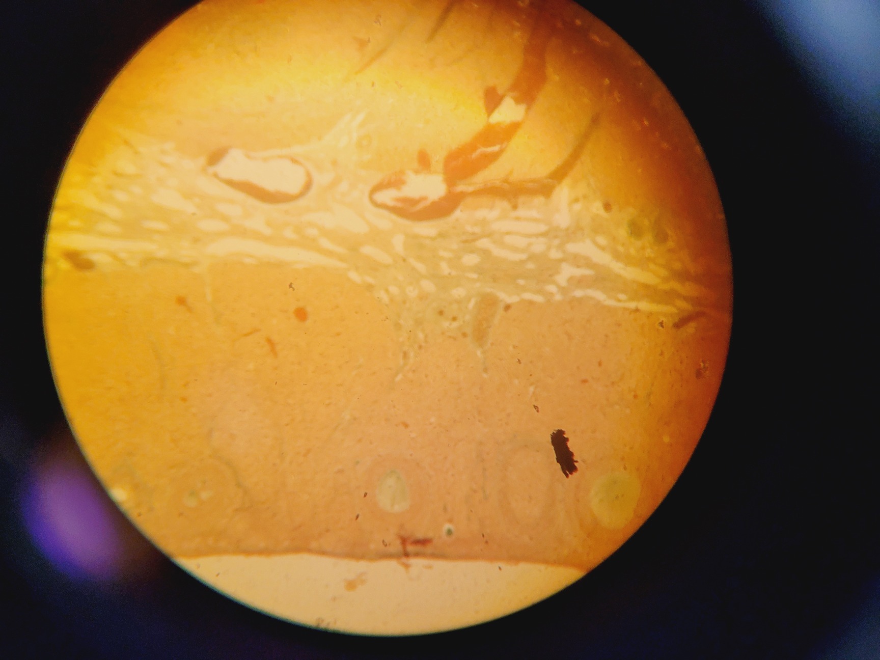 Image of Olympus BX51WIF Fluorescence Microscope System w/ Newport Optics Table Lab