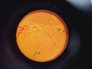 Thumbnail image of Leitz Labovert FS Inverted Microscope with Light Source and 3 x Objectives Lab