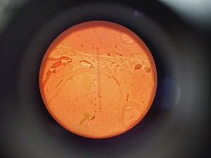 Thumbnail image of Leitz Labovert FS Inverted Microscope with Light Source and 3 x Objectives Lab