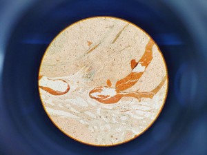 Thumbnail image of Leitz Laborlux K Binocular Microscope Type: 020-435.036 with 4 Objectives Lab