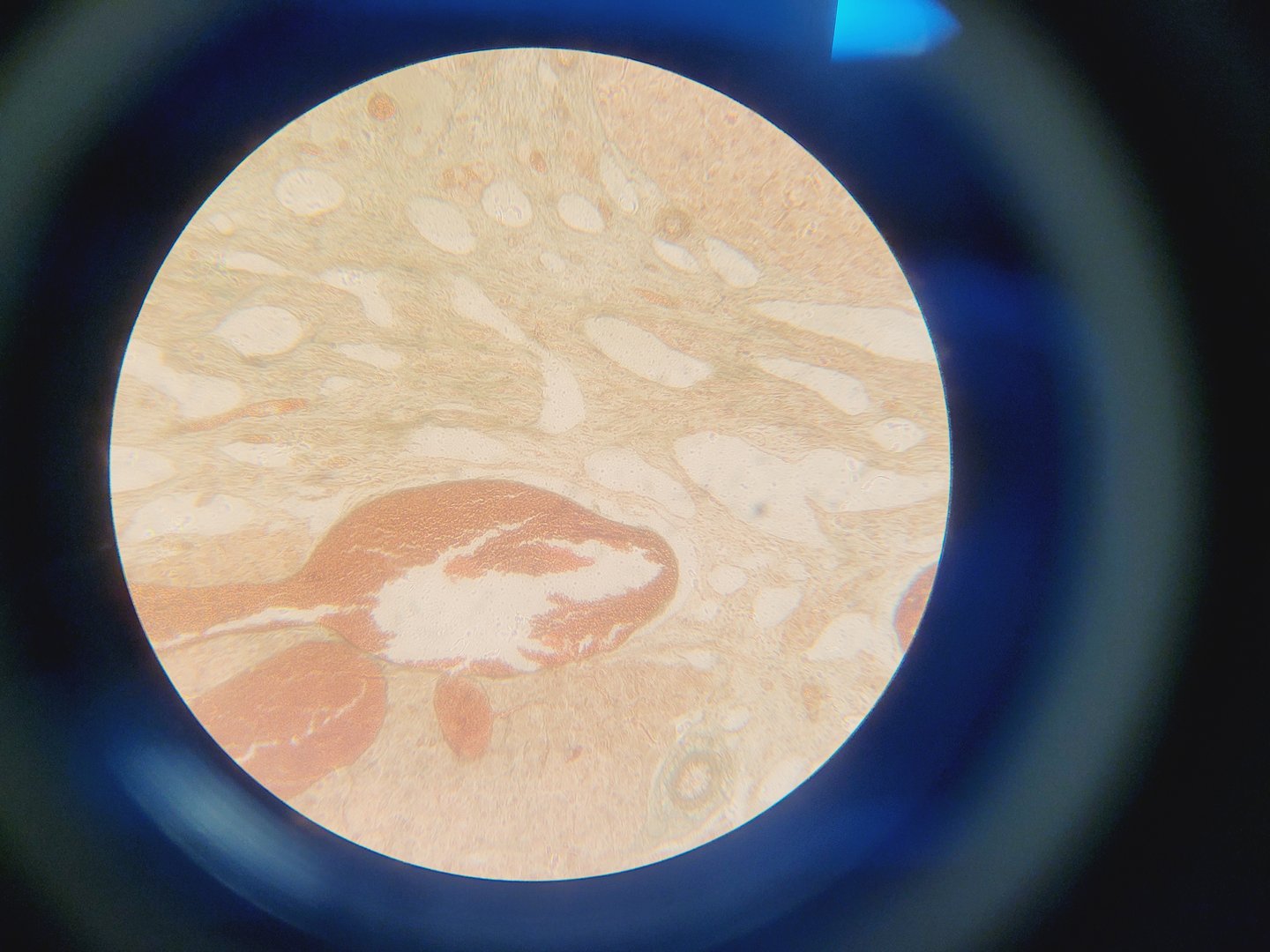 Image of Motic AE21 Series Inverted Trinocular Microscope with 4 x Objectives Lab