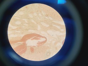 Thumbnail image of Motic AE21 Series Inverted Trinocular Microscope with 4 x Objectives Lab