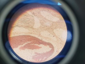 Thumbnail image of Motic AE21 Series Inverted Trinocular Microscope with 4 x Objectives Lab