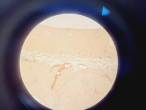 Thumbnail image of Motic AE21 Series Inverted Trinocular Microscope with 4 x Objectives Lab