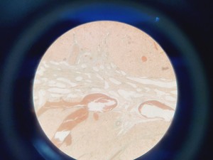 Thumbnail image of Motic AE21 Series Inverted Trinocular Microscope with 4 x Objectives Lab
