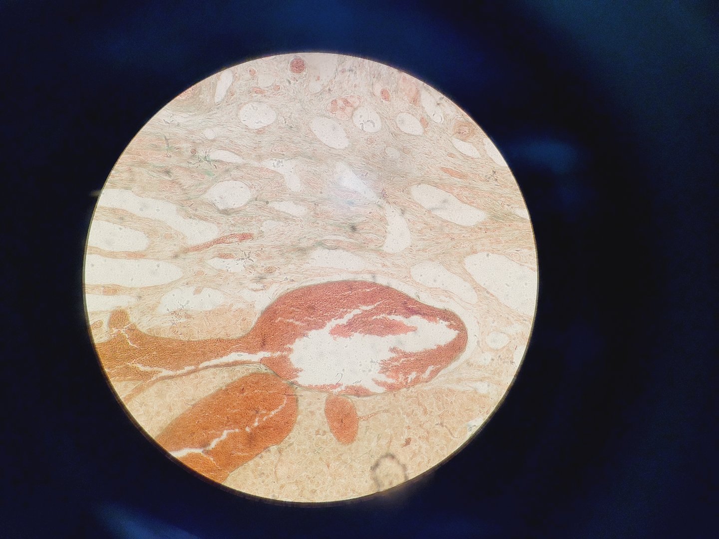 Image of Motic AE2000 Inverted Microscope with 4 x Objectives & 1 x Filter Lab