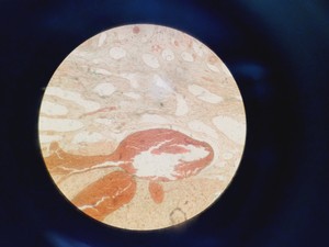 Thumbnail image of Motic AE2000 Inverted Microscope with 4 x Objectives & 1 x Filter Lab