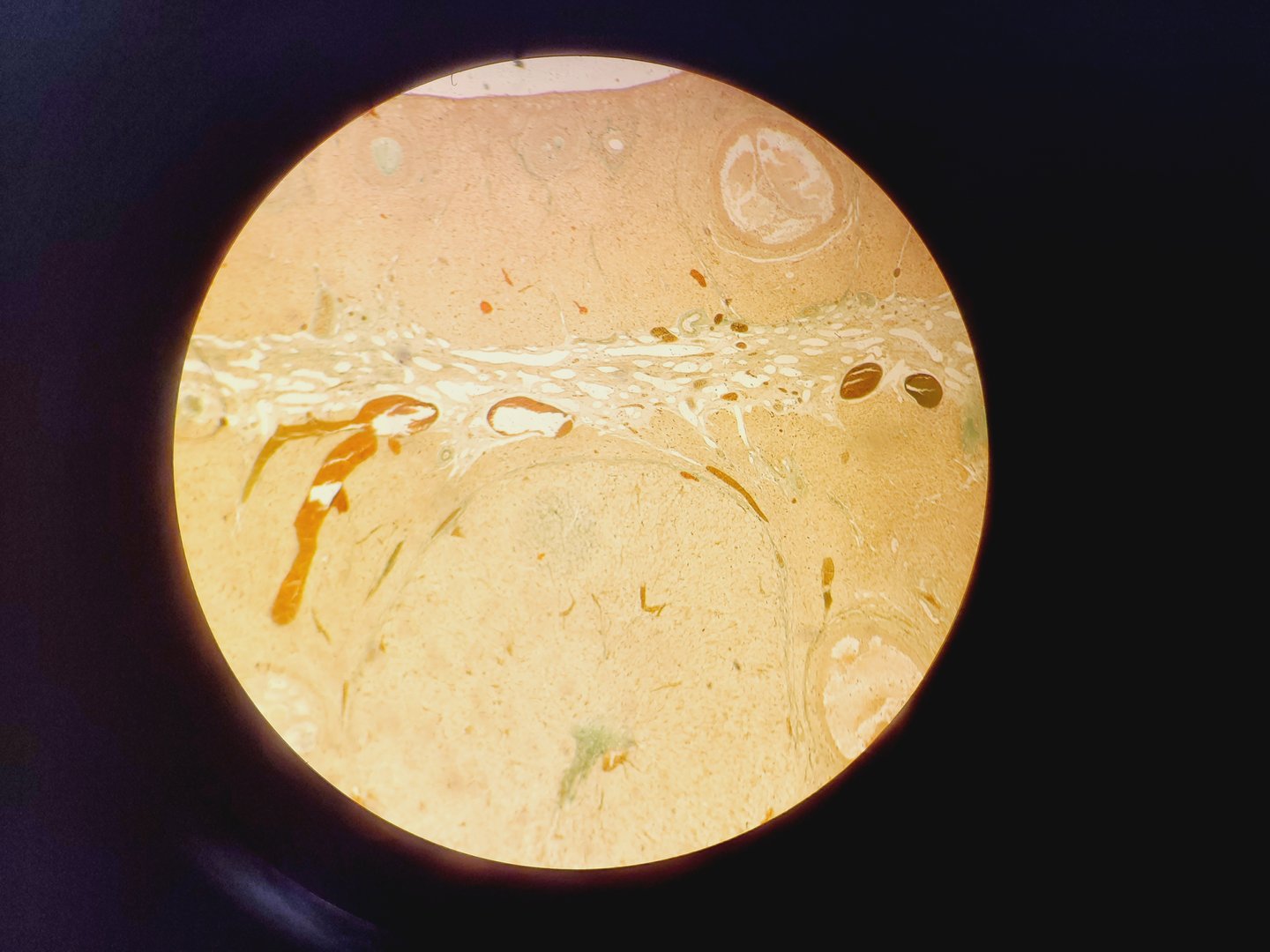 Image of Motic AE2000 Inverted Microscope with 4 x Objectives Lab