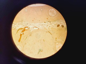 Thumbnail image of Motic AE2000 Inverted Microscope with 4 x Objectives Lab