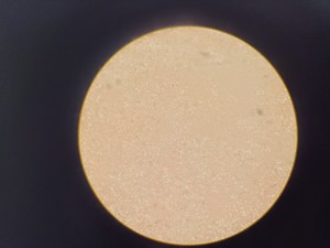 Thumbnail image of Olympus IMT-2 Inverted Research Microscope with 4 x Objectives Lab