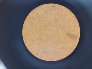 Thumbnail image of Olympus IMT-2 Inverted Research Microscope with 4 x Objectives Lab