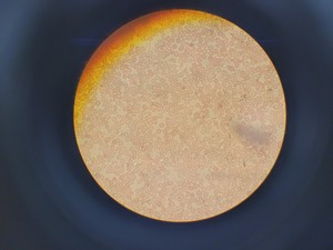Thumbnail image of Olympus IMT-2 Inverted Research Microscope with 4 x Objectives Lab