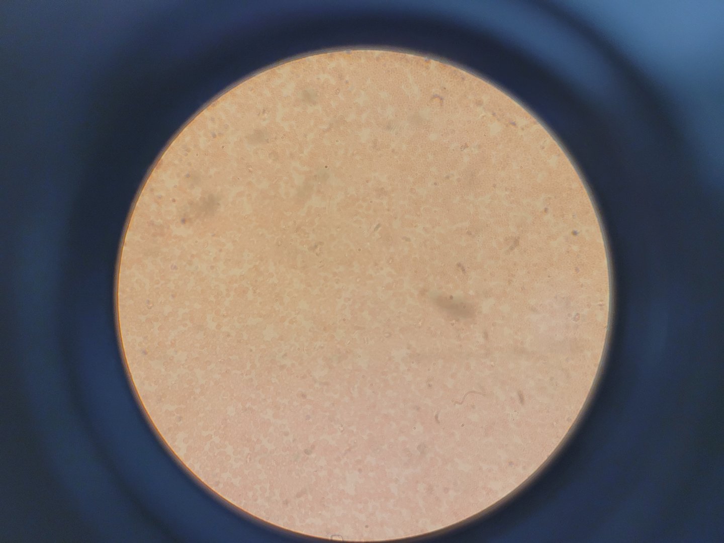 Image of Olympus IMT-2 Inverted Research Microscope with 4 x Objectives Lab