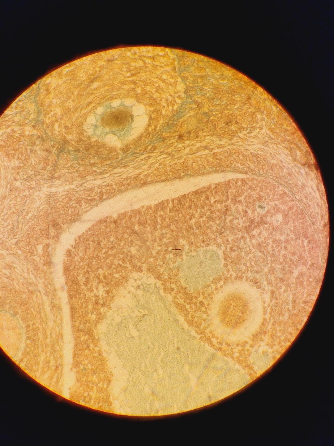 Image of Leica Diavert Inverted Microscope w/ 4 x Objectives & 465 Power Supply Lab