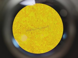 Thumbnail image of Carl Zeiss Axioskop Microscope w/ 5 x Objectives,Eyepieces, Power Supply Lab